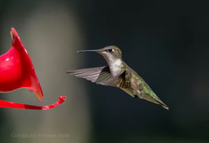 hummingbird 4