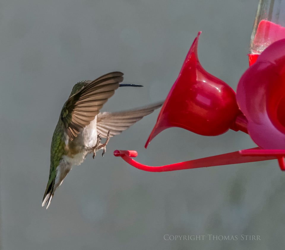 hummingbird 5