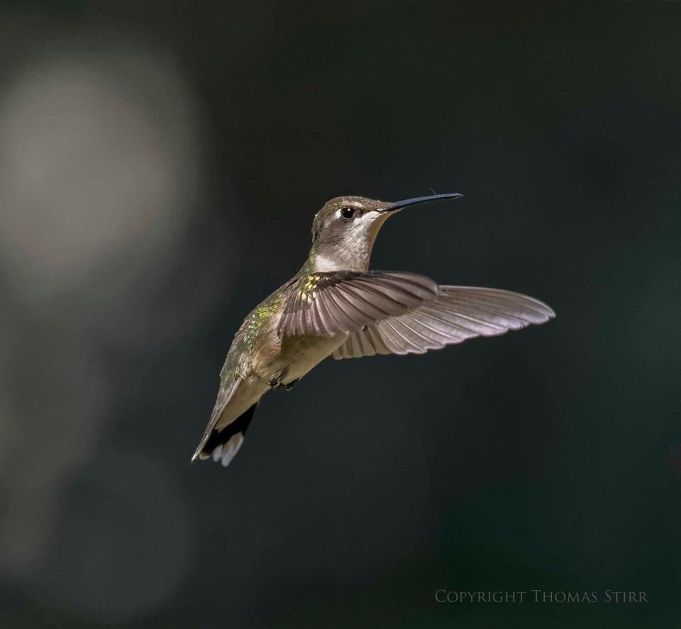 hummingbird 6