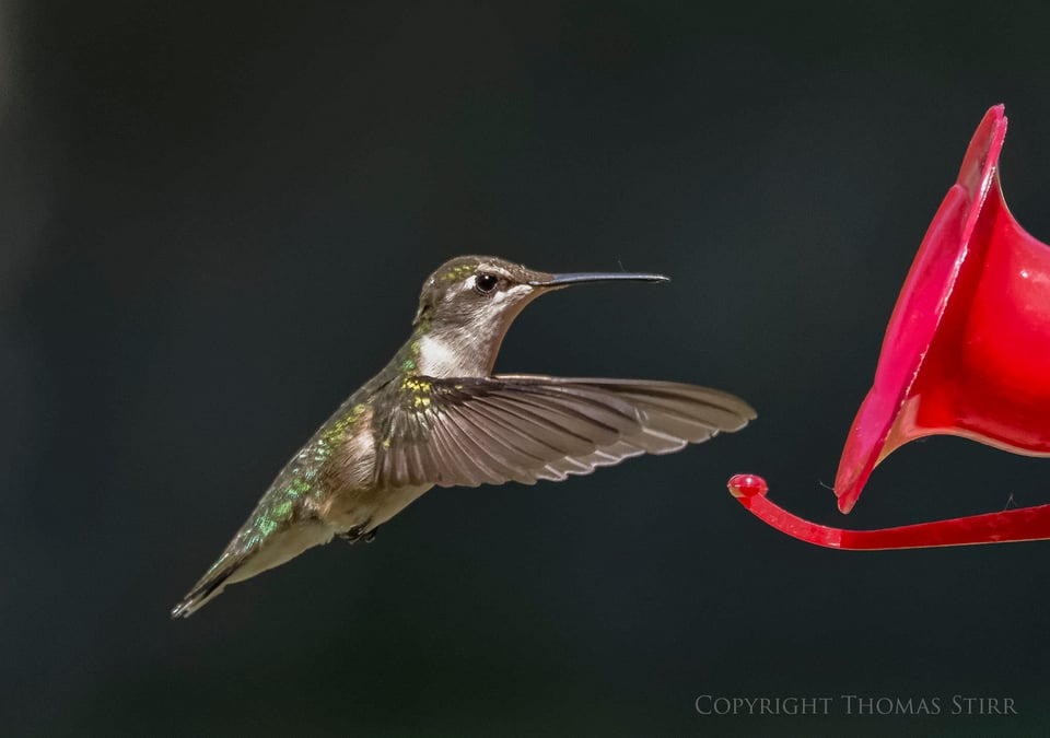 hummingbird 7