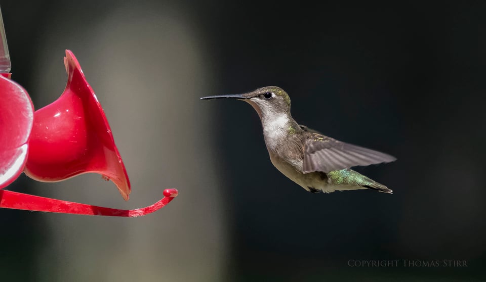 hummingbird 9