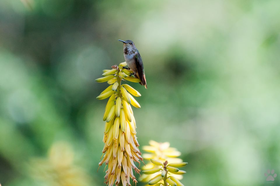 Los Angeles County Arboretum and Botanic Garden #3