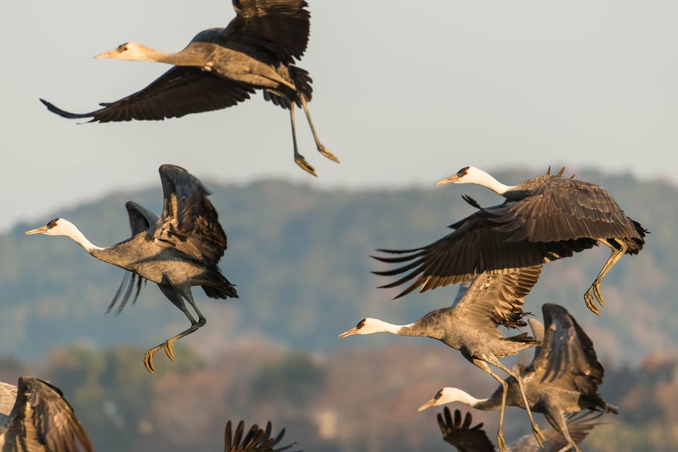 Arasaki Crane Reserve #7