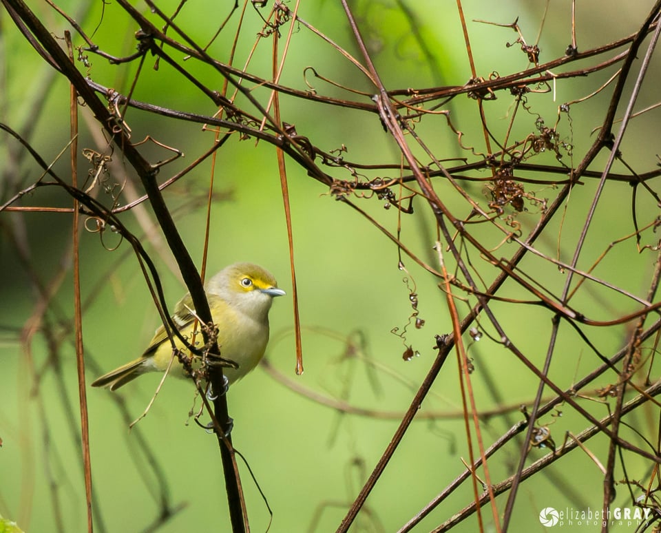 Audubon Bird Sanctuary, Dauphine Island #2