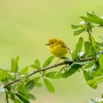 Audubon Bird Sanctuary, Dauphine Island #1