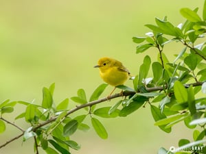 Audubon Bird Sanctuary, Dauphine Island #1