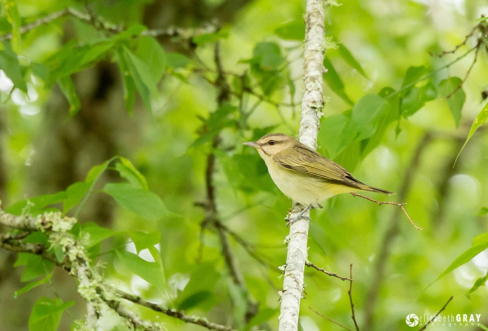 Audubon Bird Sanctuary, Dauphine Island #3