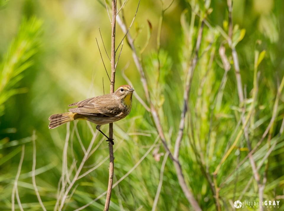 Audubon Bird Sanctuary, Dauphine Island #4