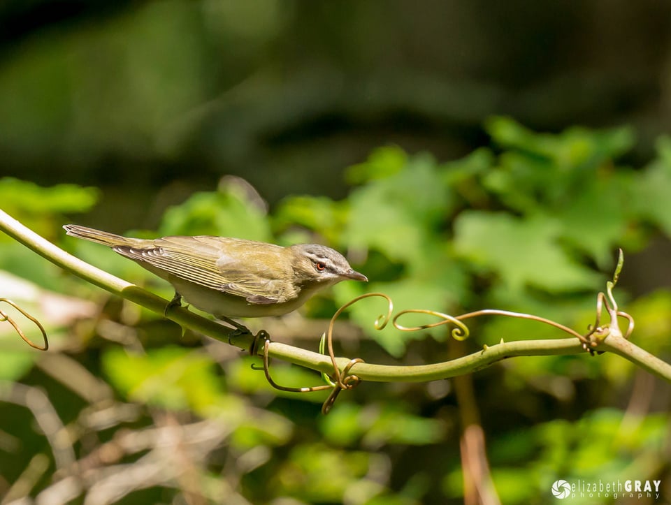 Audubon Bird Sanctuary, Dauphine Island #6