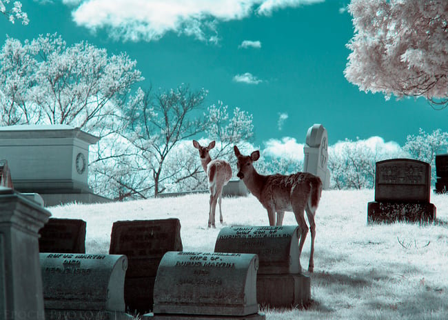 Cemetery Deer