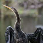 Anhinga