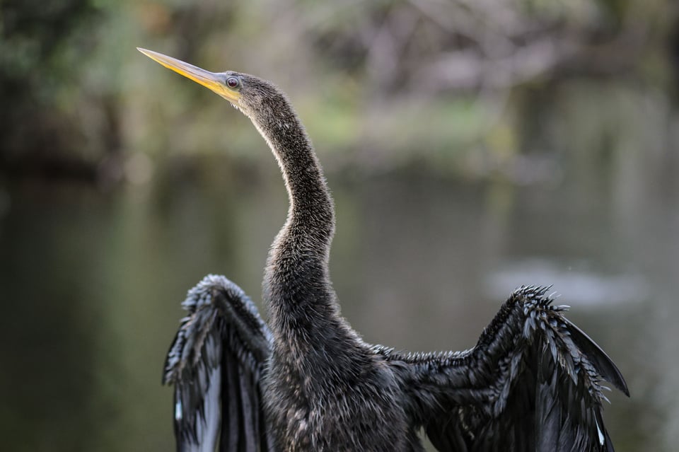 Anhinga