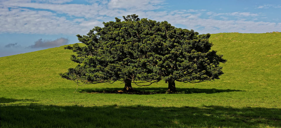 Highway 250 in Hawaii #3