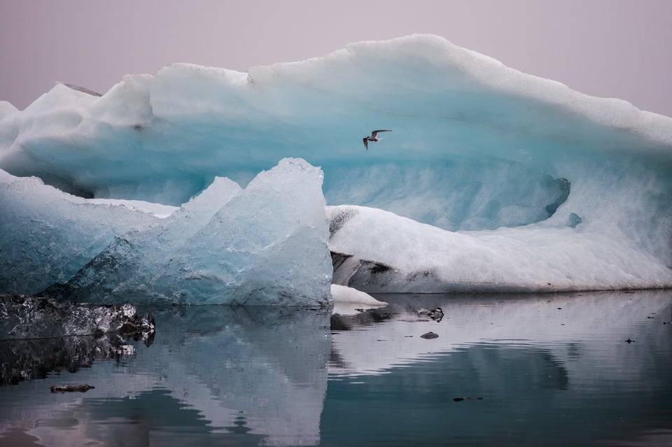 Blue Ice and Seagull