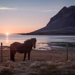 Fjord Horse