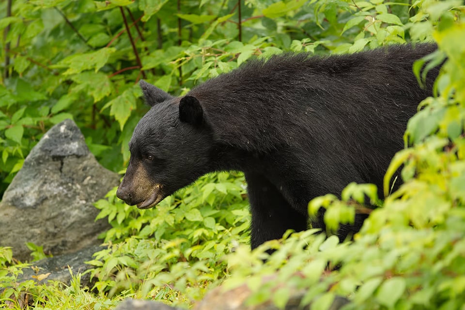 Black Bear In Woods