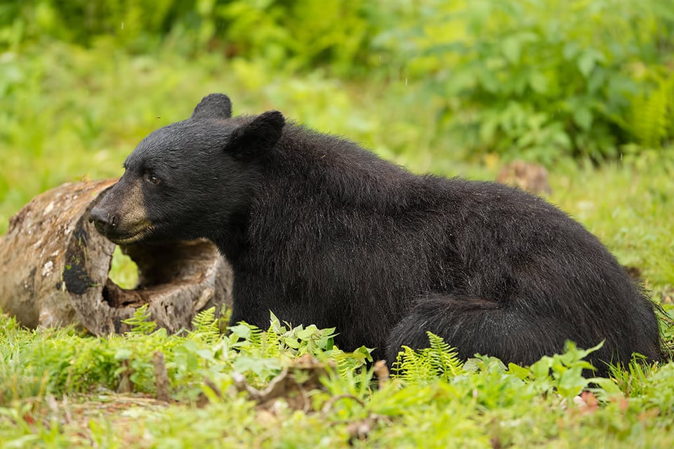 Black Bear