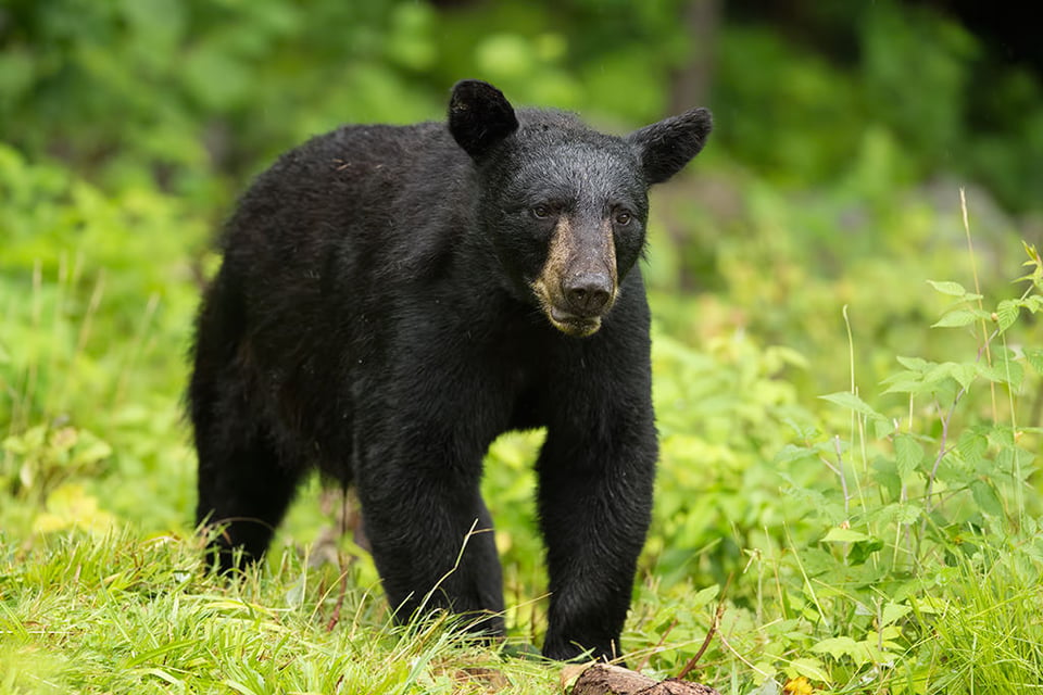 Black Bear Face Shot