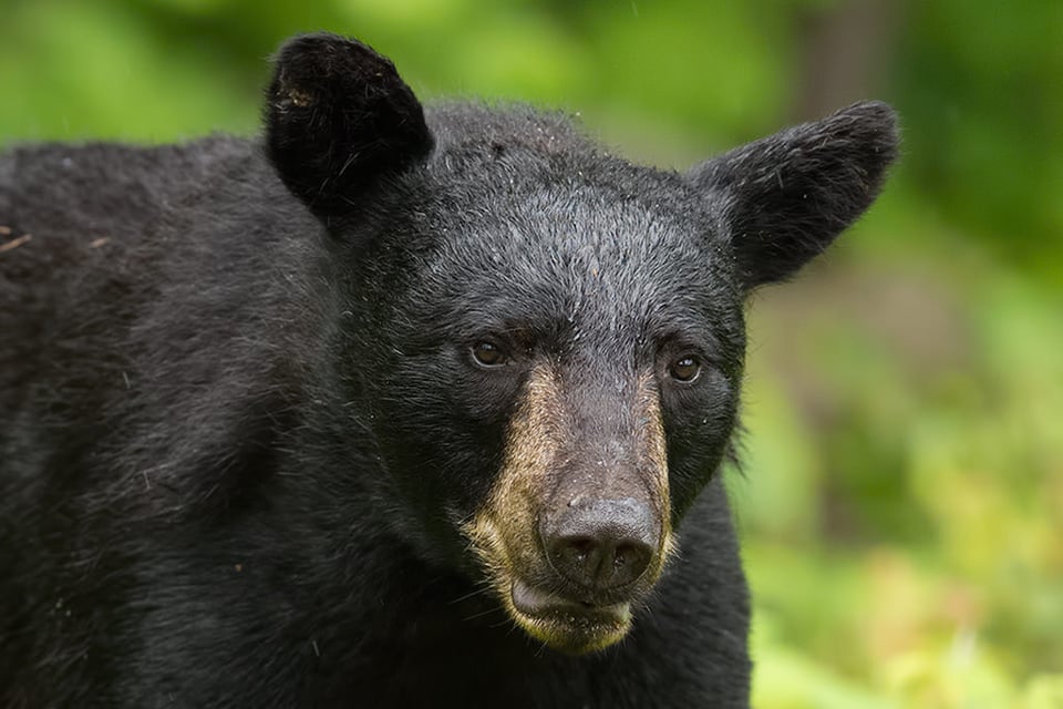 Black Bear