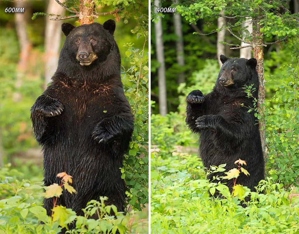 Larger Male Black Bear Standing Against tree