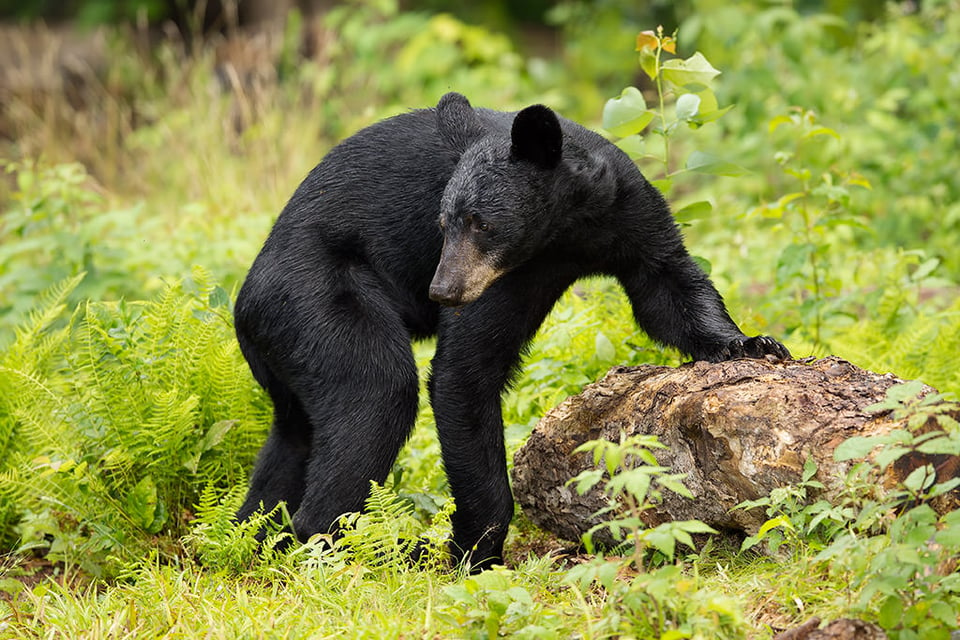 Black Bear