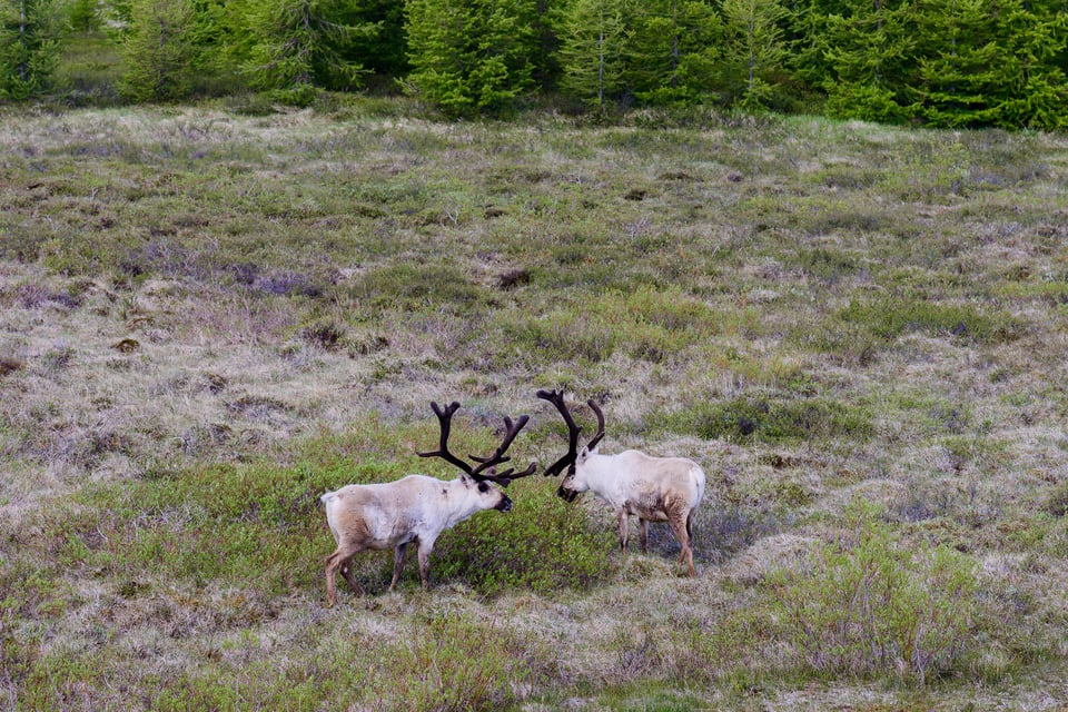 Reindeer