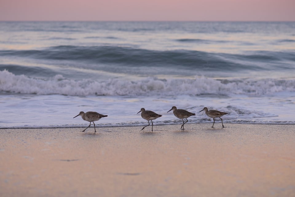 Stilt Sandpipers