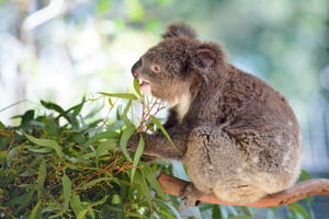 Koala at Featherdale Wildlife Park