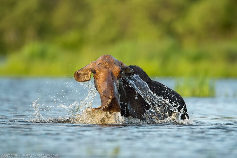 Cow Moose Feeding in Lake