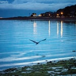 5 Largs Heron