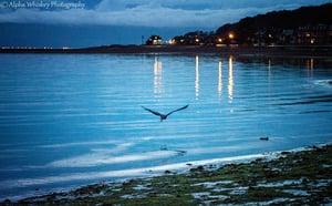 5 Largs Heron