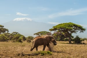 Amboseli-PL-Photospot-1