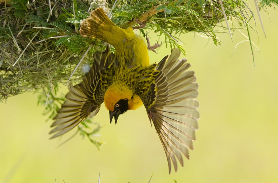 Amboseli-Pl-Photospot-2