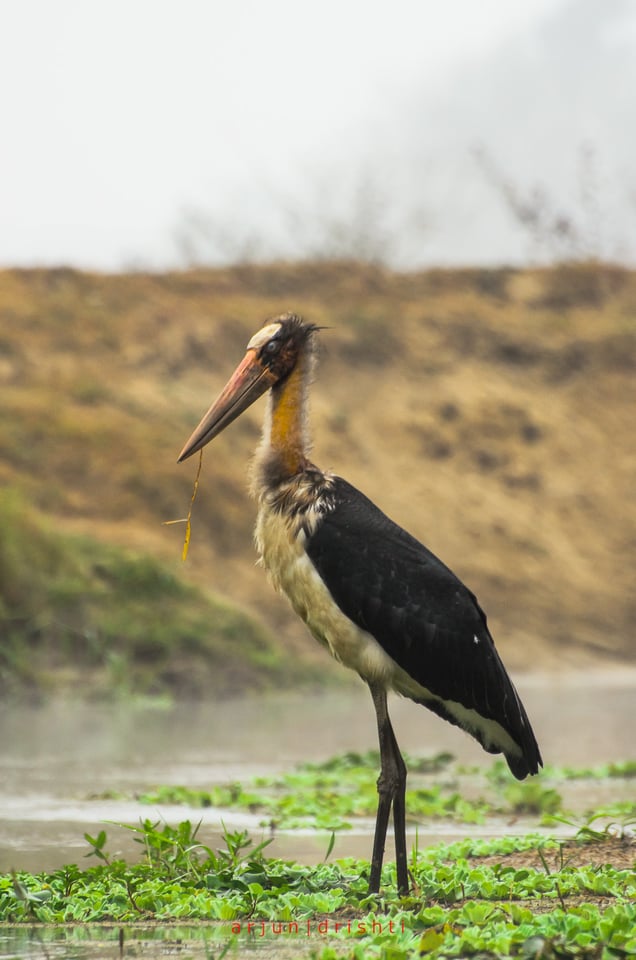 Chitwan National Park #3