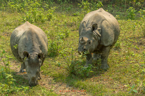 Chitwan National Park #1