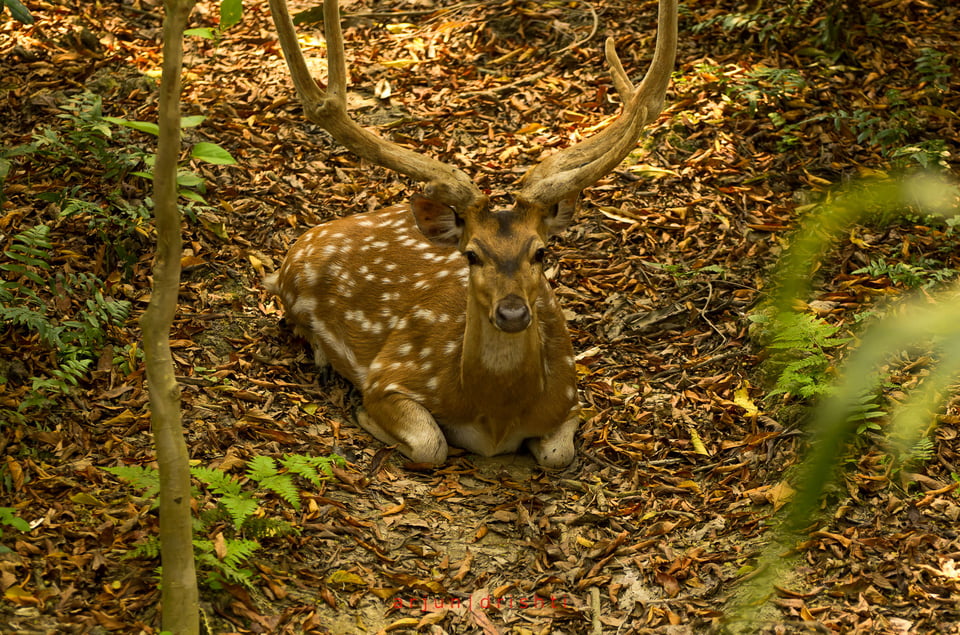 Chitwan National Park #4