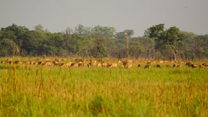 Shuklaphanta Wildlife Reserve #1