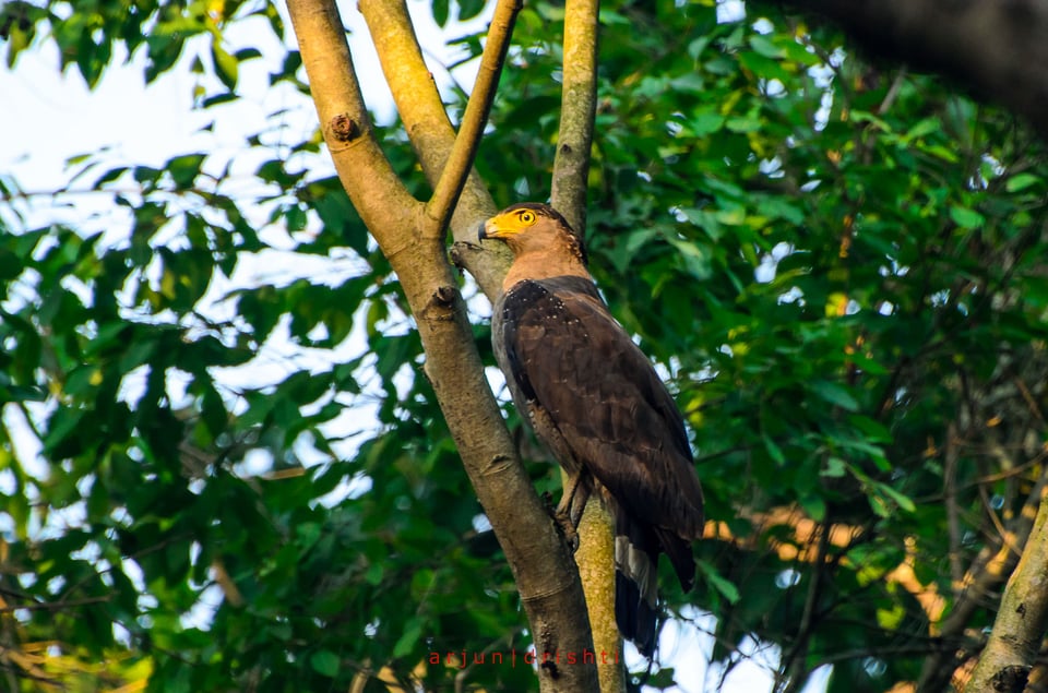 Shuklaphanta Wildlife Reserve #4