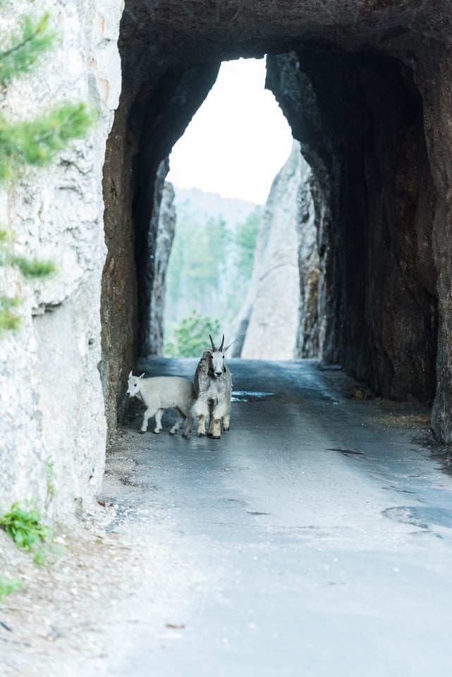 Needles Highway #2