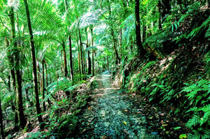 ElYunque-Green