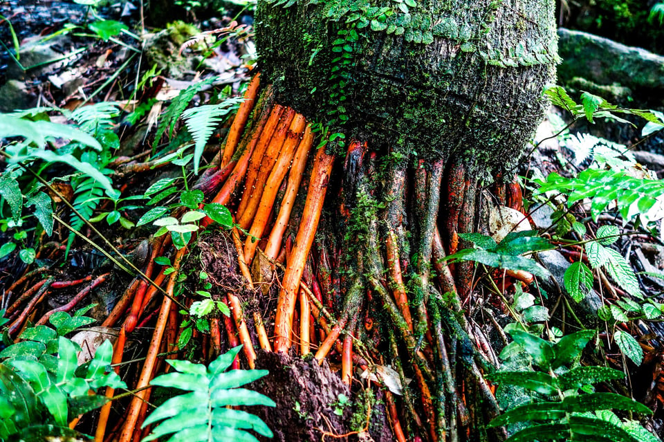 ElYunque-Root