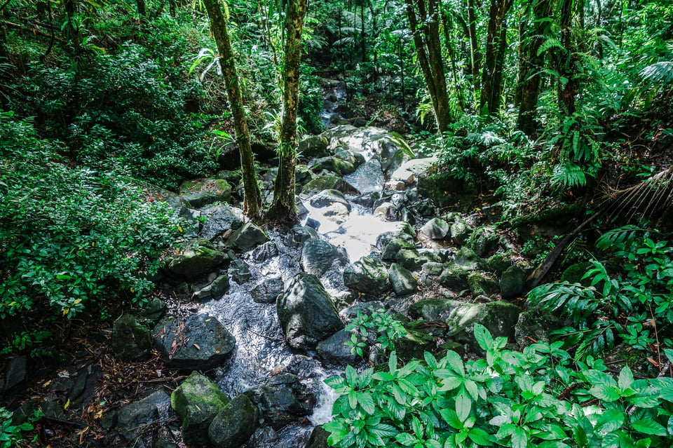 ElYunque-Stream