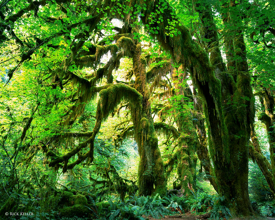 Hoh Rain Forest