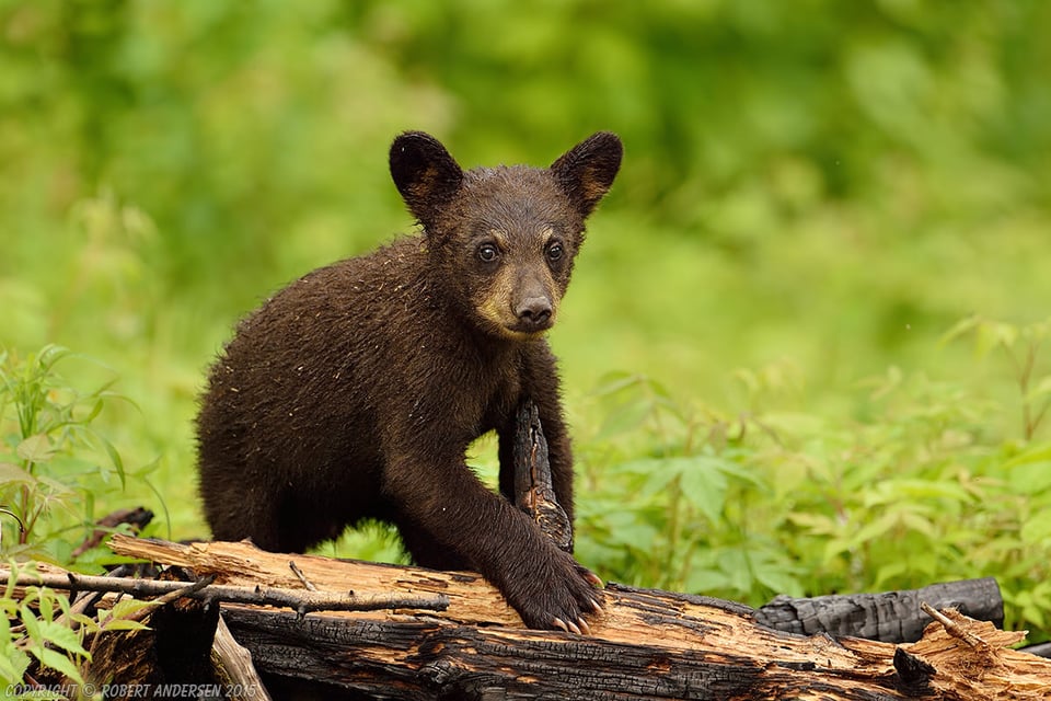 Two Young Black Bear on Burnt Wood