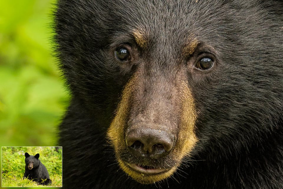 Six Month Old Black Bear Cub Middle of August