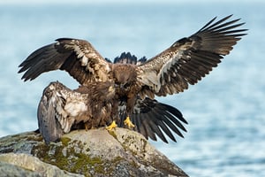 Immature Bald Eagles fighting