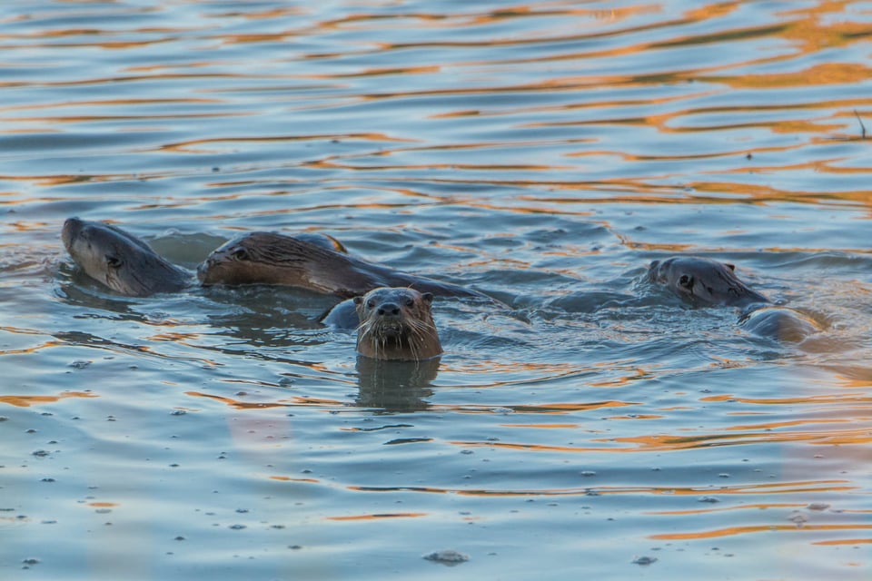 Yolo Bypass Wildlife Reserve #6