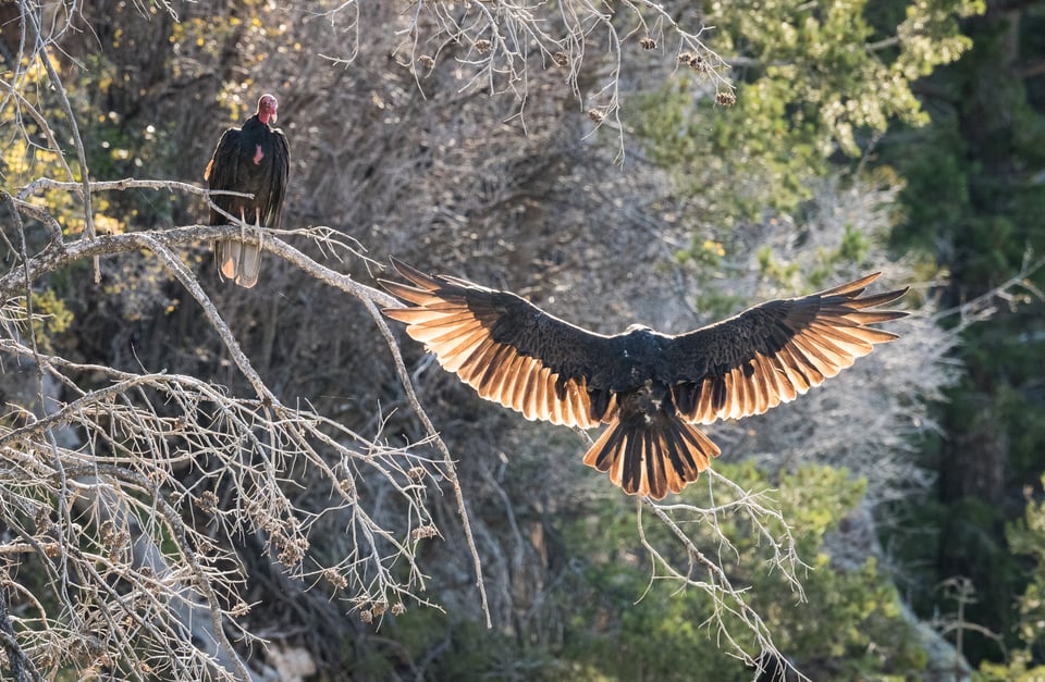 Verm-TV-landing-South-Rim-9154-2