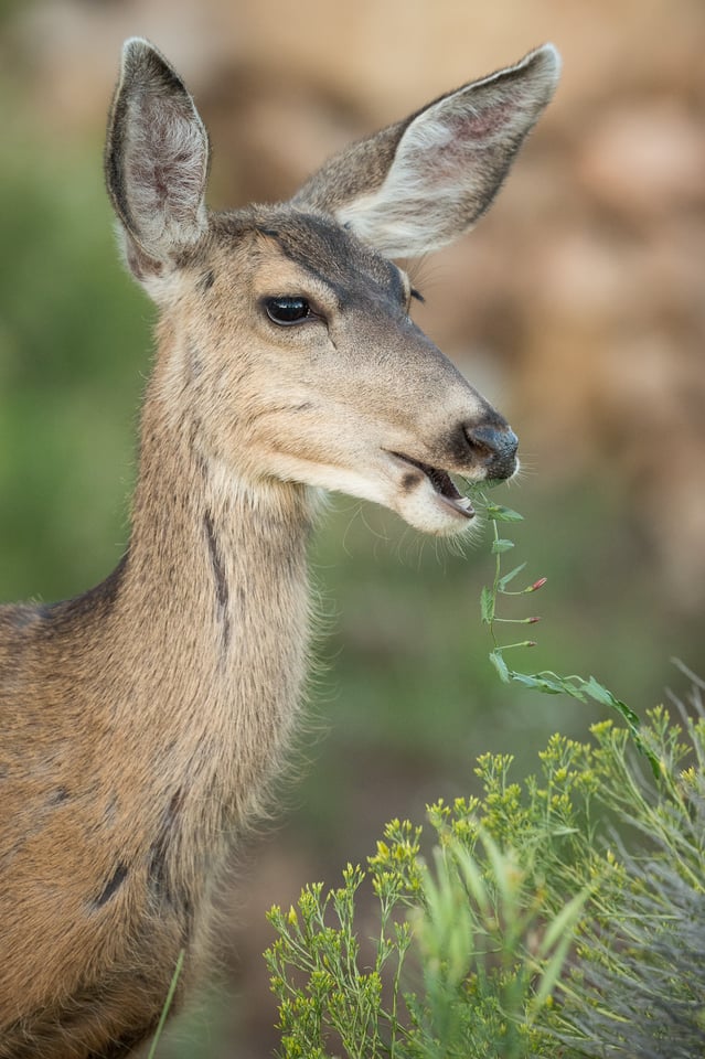 Verm-doe-eating-South-Rim-6873-3