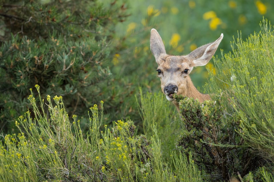 Verm-doe-w-bush-South-Rim-7162-3